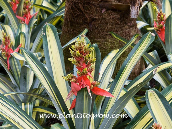 Aechmea Loie's Pride